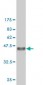 CSE1L Antibody (monoclonal) (M03)